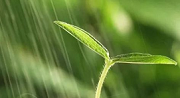 初期雨水什么情形下需納入排污許可？